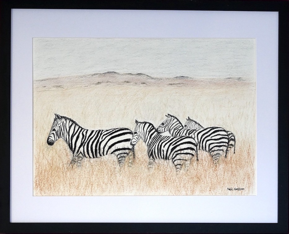 Zebras on the Savanna